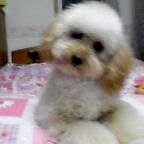 smile board (�j�R�j�R�f���j